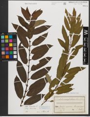 Foto von Salix triandra subsp. triandra L.